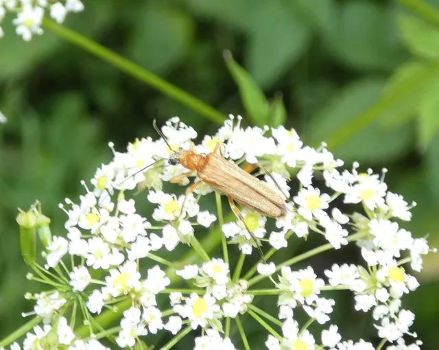 Oedemera podagrariae - székfű-álcincér