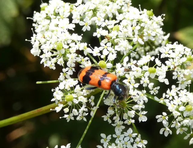 Trichodes apiarius - szalagos méhészbogár