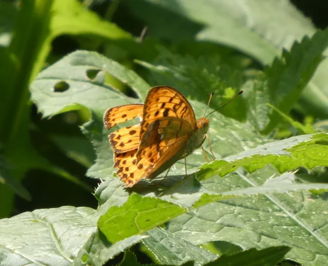 Argynnis laodice - keleti gyöngyházlepke