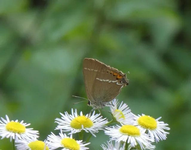 Satyrium spini - kökény-csücsköslepke