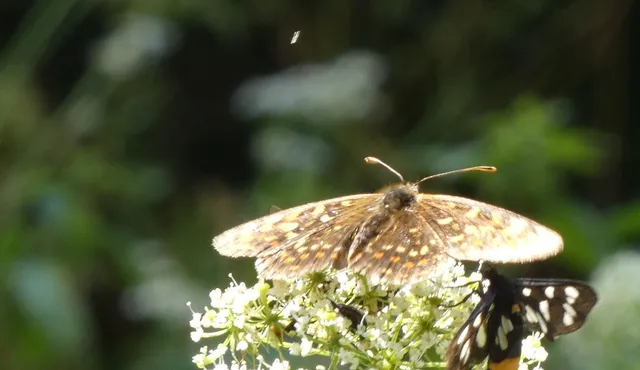 Melitaea diamina - kockás tarkalepke