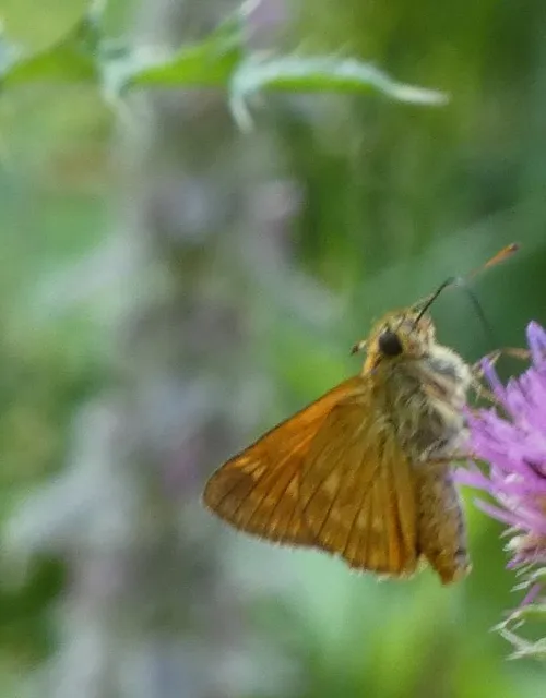 Ochlodes sylvanus - erdei busalepke
