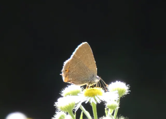 Satyrium acaciae - akác-csücsköslepke