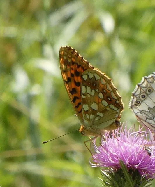 Argynnis adippe - ezüstös gyöngyházlepke
