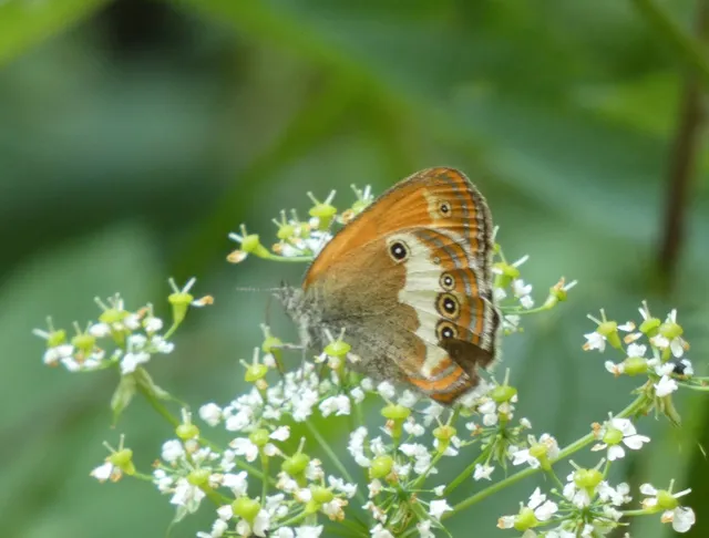 Coenonympha arcania - fehéröves szénalepke