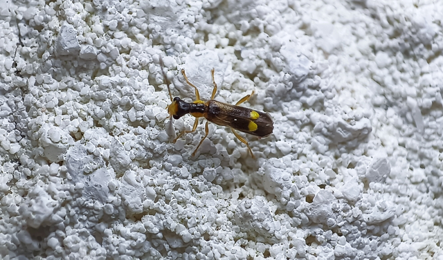 Malthodes Malthodes