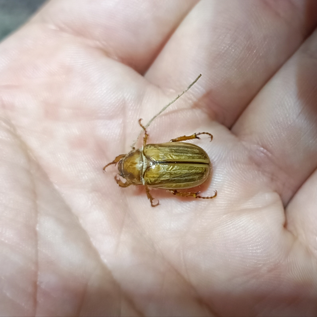 Amphimallon solstitiale - bordás sárgacserebogár