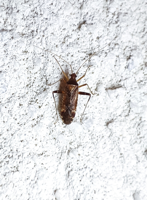 Miridae - mezeipoloskák