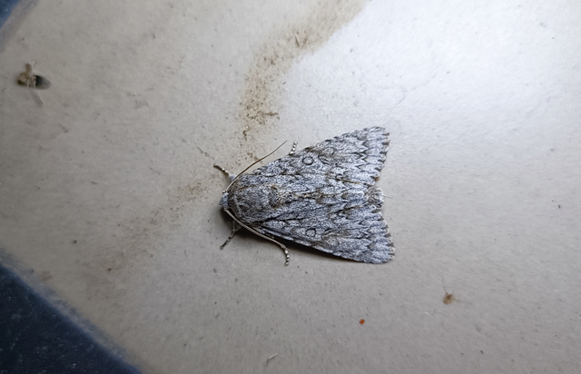 Acronicta aceris - vadgesztenye-szigonyosbagoly