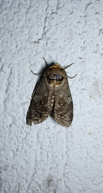 Cossus cossus - fűzfarontólepke