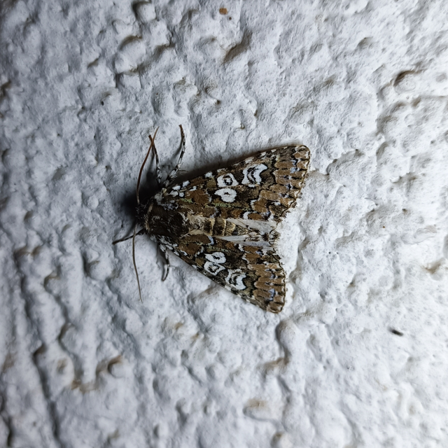 Lamprosticta culta - hármasfoltú bagoly
