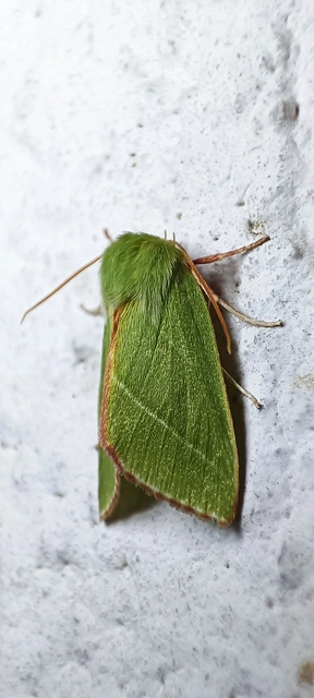 Pseudoips prasinana - bükkfa-zöldbagoly