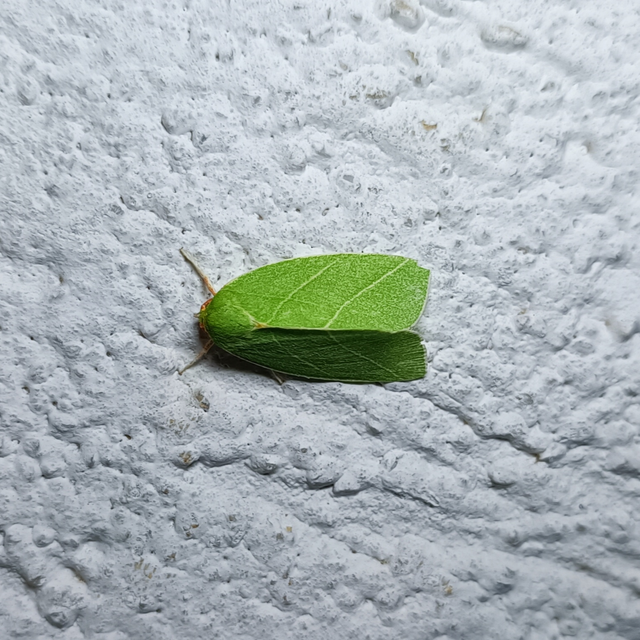 Bena bicolorana - tölgyfa-zöldbagoly