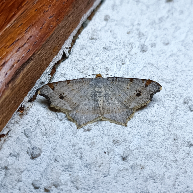 Macaria alternata - közönséges szürkearaszoló