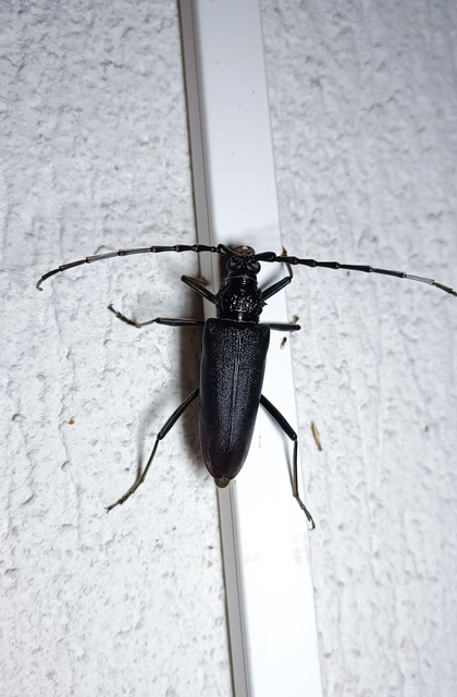 Cerambyx cerdo - nagy hőscincér