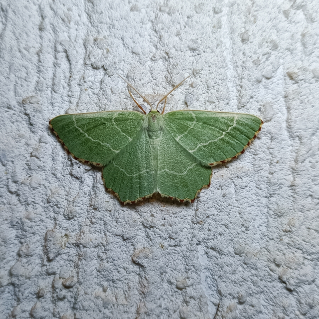 Thalera fimbrialis - csipkésszélű zöldaraszoló