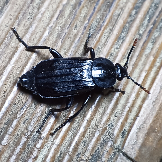 Necrodes littoralis - nagy dögbogár