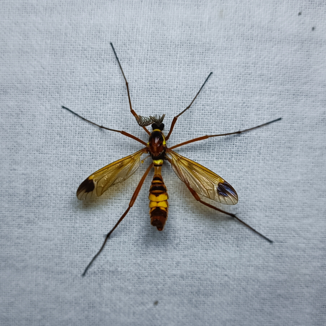 Ctenophora ornata - sárga fésűsszúnyog