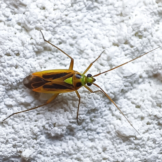 Stenotus binotatus - kétfoltos mezeipoloska