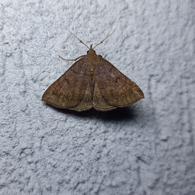 Zanclognatha lunalis - pelyheslábú karcsúbagoly