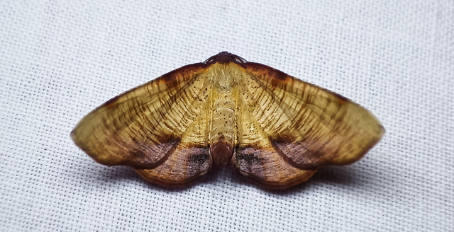 Plagodis dolabraria - baltaszárnyú araszoló