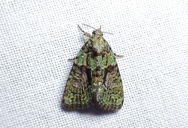 Cryphia algae - sárgászöld zuzmóbagoly