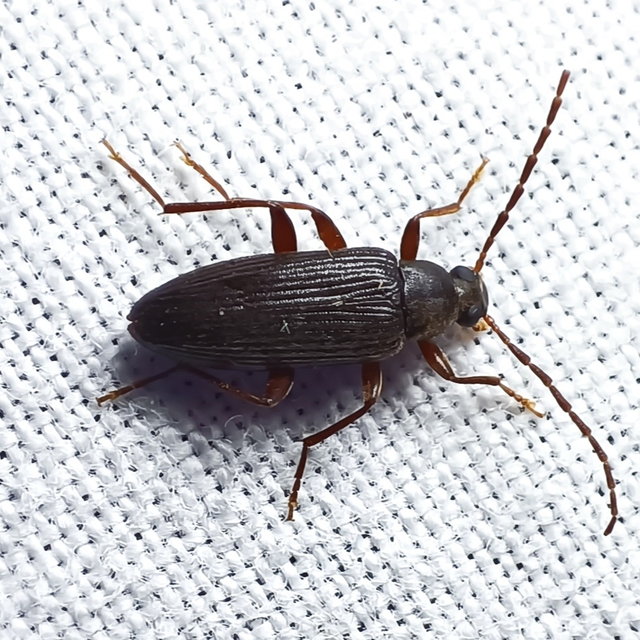 Allecula morio - karcsú alkonybogár Allecula morio - karcsú alkonybogár