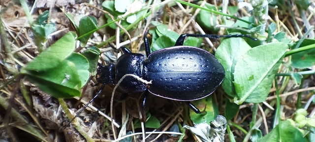 Carabus nemoralis - ligeti futrinka