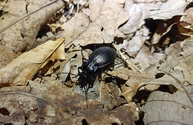 Carabus nemoralis - ligeti futrinka