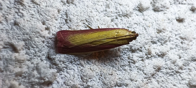 Oncocera semirubella - lucernamoly