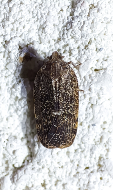Cixidia pilatoi