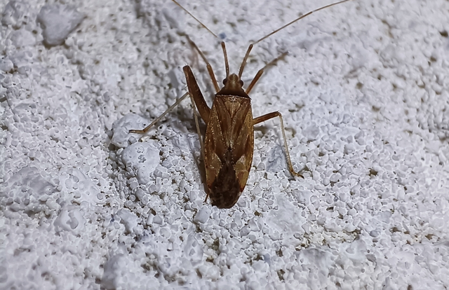 Phytocoris