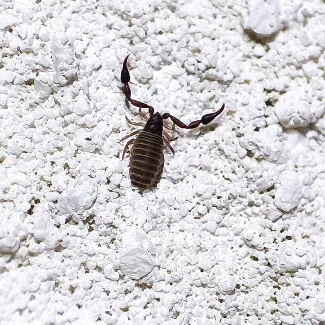 Pseudoscorpionida - Álskorpiók