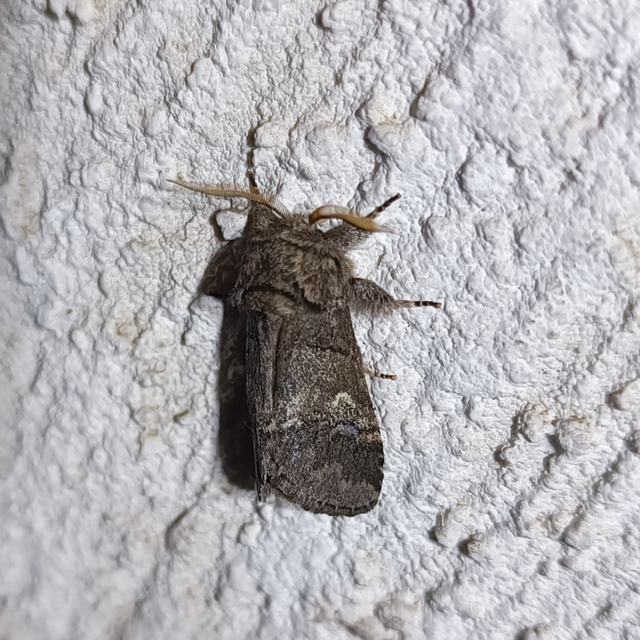 Drymonia querna - tölgyfa-púposszövő