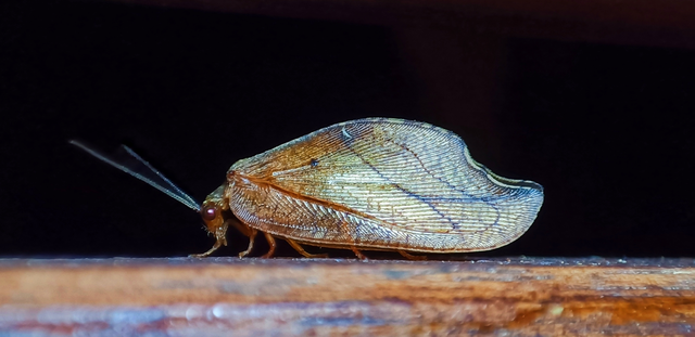 Drepanepteryx phalaenoides