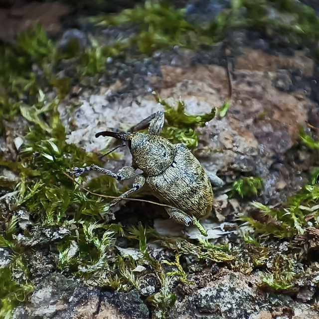 Curculio