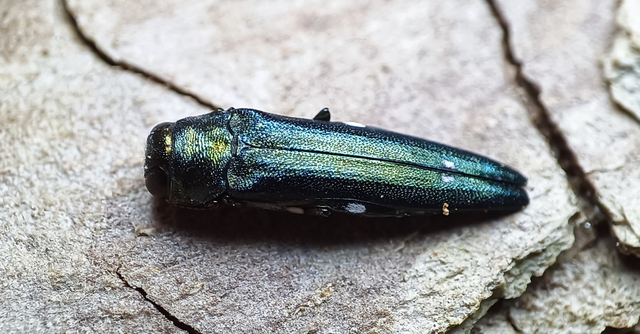 Agrilus biguttatus - kétpettyes karcsúdíszbogár