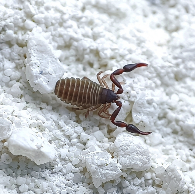 Pseudoscorpionida - Álskorpiók