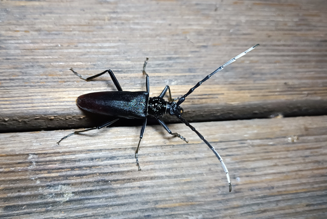 Cerambyx cerdo - nagy hőscincér