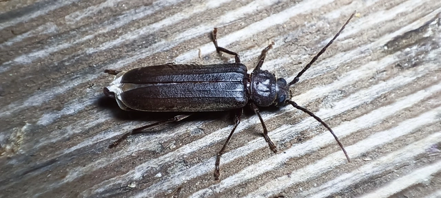 Arhopalus rusticus - gödrösnyakú cincér