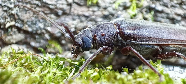Arhopalus rusticus - gödrösnyakú cincér