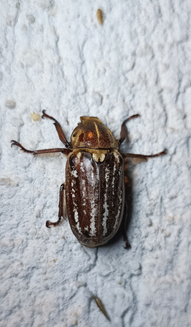 Anoxia orientalis - keleti cserebogár