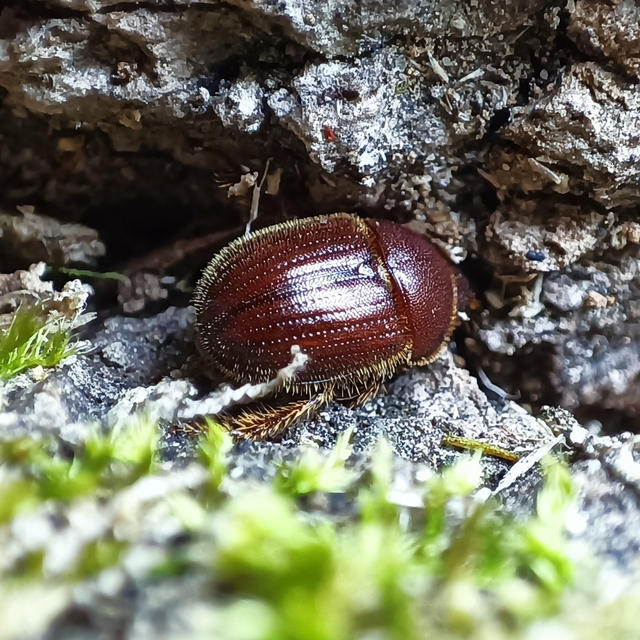 Ochodaeus chrysomeloides - alkonyati homoktúróbogár Ochodaeus chrysomeloides - alkonyati homoktúróbogár