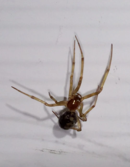 Steatoda triangulosa - háromszöges faggyúpók