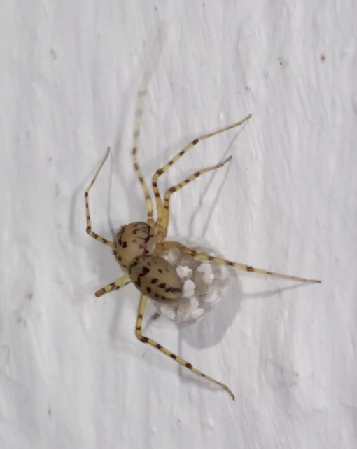 Scytodes thoracica - közönséges csupaszpók