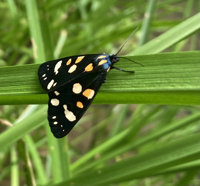 Callimorpha dominula - fémes medvelepke