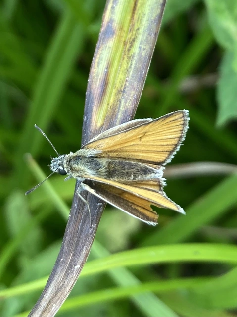 Thymelicus lineola - vonalas busalepke