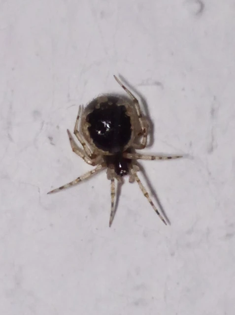 Sardinidion blackwalli
