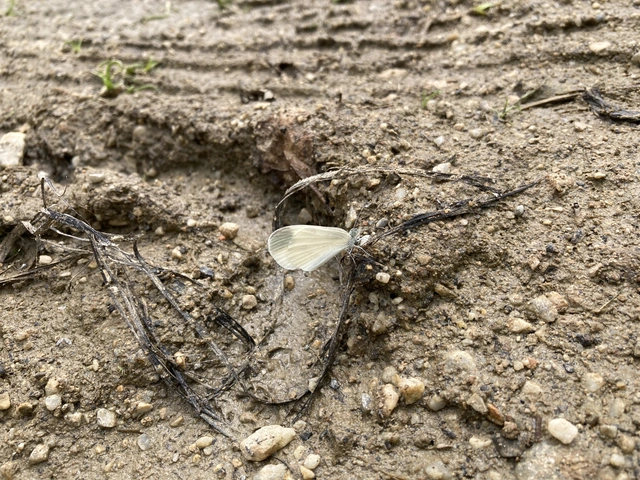 Leptidea sinapis - mustárlepke