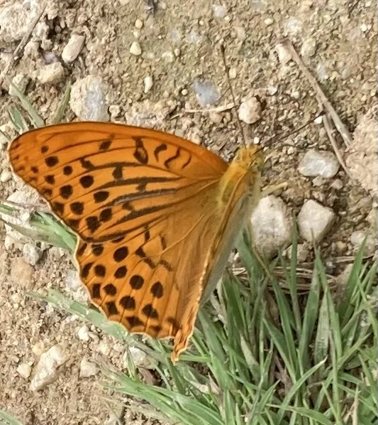 Argynnis paphia - nagy gyöngyházlepke